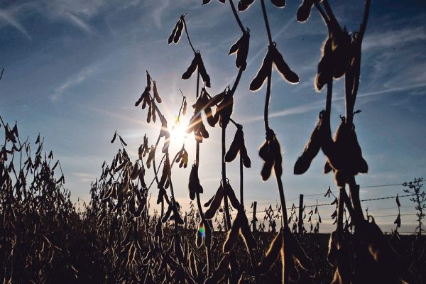 Overall, the continent will likely produce more soybeans than it did in 2021-22, which was a disastrous year, but will fail to reach the monster crop predicted in autumn. | Reuters photo