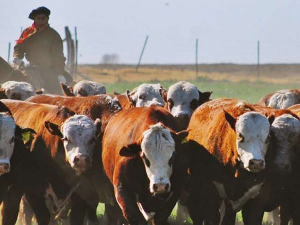 Argentina beef export