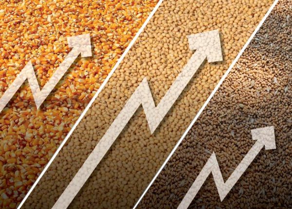 Corn-Soybeans-Wheat2