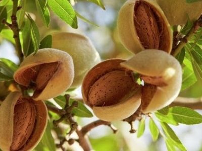 almondnut