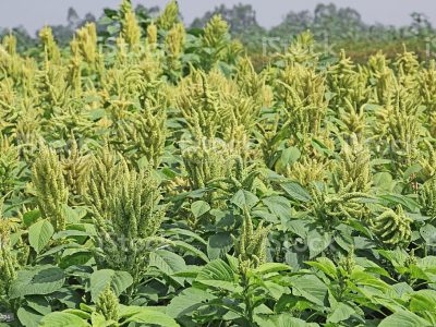 Amaranth is cultivated as leaf vegetables, cereals and ornamental plants. Genus is Amaranthus. Amaranth seeds are rich source of proteins and amino acids. Also known as thotakura in India