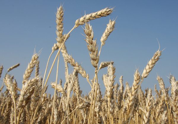 “All the genes that went into the Big Five gene stack came from nature. Some of them were already present in common wheat. We used wheat, rye, and Sharon goat-grass,” said Diana Horvath, president of the 2Blades Foundation and a molecular biologist and biochemist. | File photo