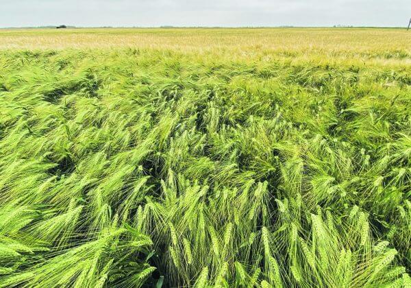 The Saskatchewan Barley Development Commission has income of $1.79 million in its 2021-22 budget, but it decided to spend $2.63 million on research this year by dipping into its reserves. | File photo