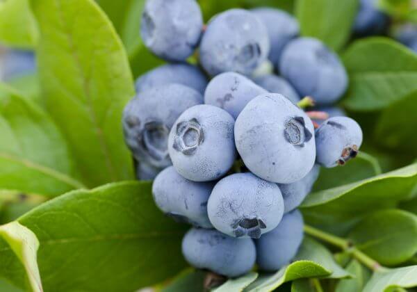 Close up photo of ripe blueberries