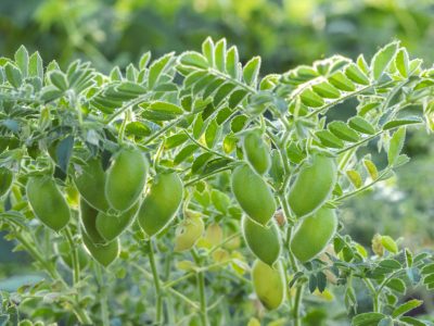 chickpeas ripening in the field