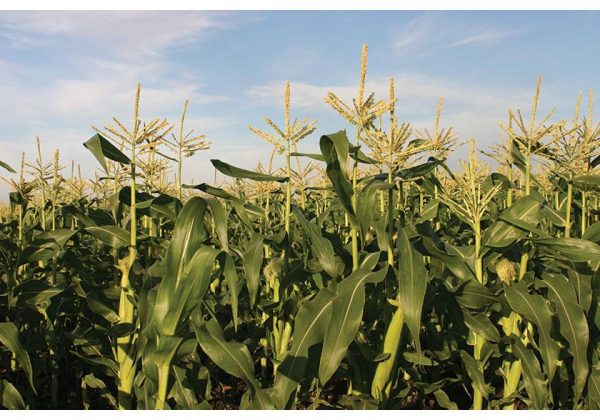 corn-field