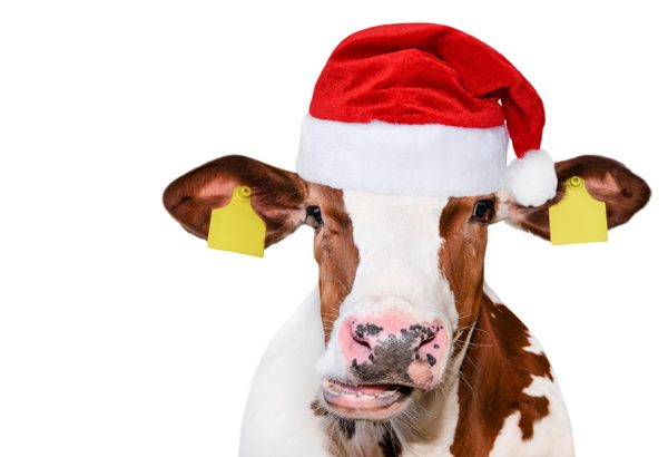 cow-at-christmas