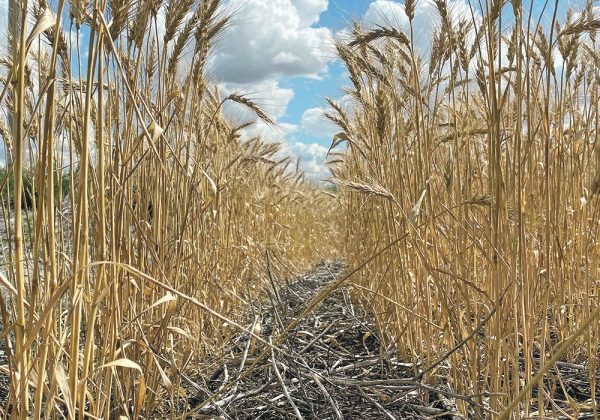 Drought conditions, like the ones that injured yields in this wheat crop near Flaxcombe, Sask., left large amounts of unused nutrients in prairie fields this year. | Michael Robin photo