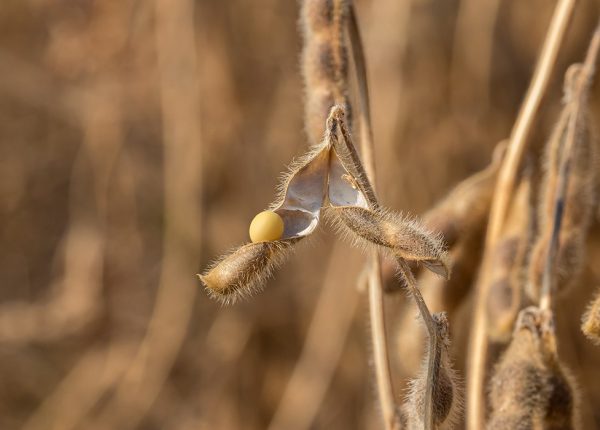 drought-soybean-GettyImages-1280324066