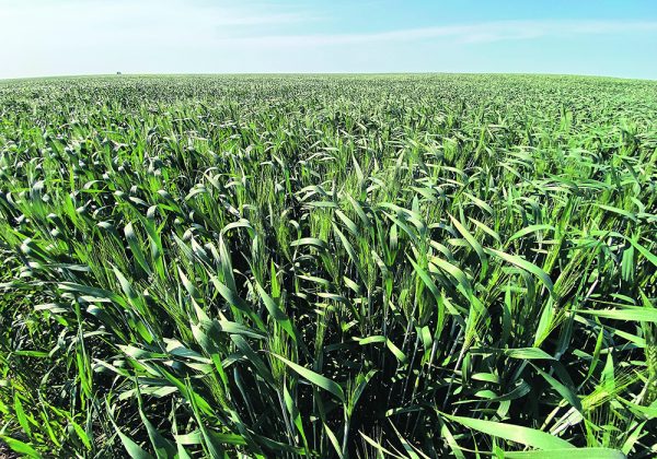 Canadian growers harvested an estimated 5.4 million tonnes of durum last fall, which was less than the average pre-drought production of six million tonnes. | File photo