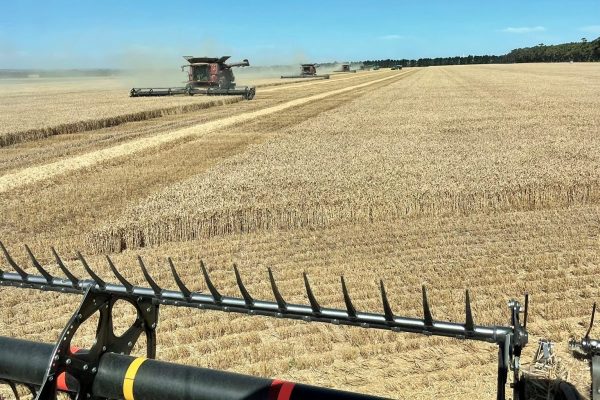 feed grain Australia