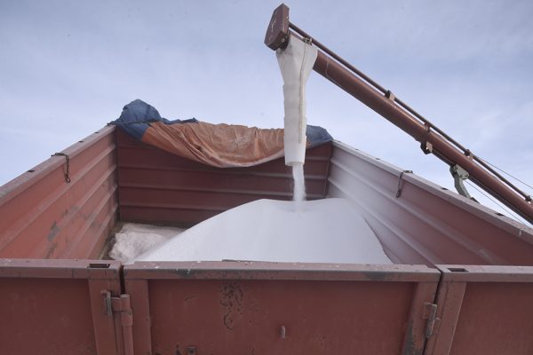 Scott Butters, facility assistant at the G3 Terminal in Kindersley, Sask., augers urea fertilizer from one bin to another.  |  William DeKay photo