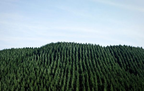 forestry-trees-1120