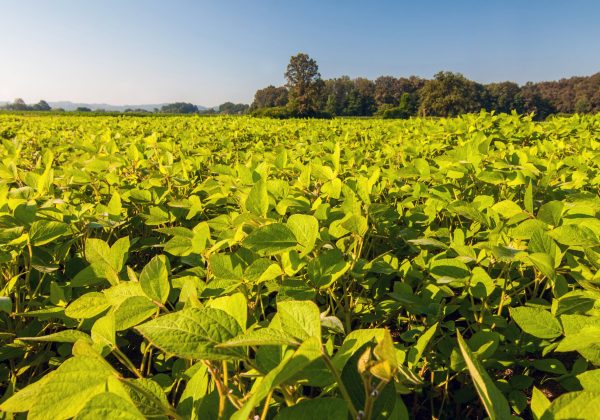 Field of soybean on a bright sunny day
