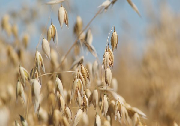 Agriculture Canada has pegged national oat acres at 3.4 million this year, down from 3.8 million in 2020. | FILE PHOTO