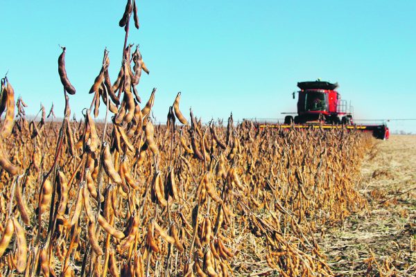 Models have shown that when Manitoba growers moved heavily into soybean production, the province’s nitrous oxide emissions stabilized. | File photo
