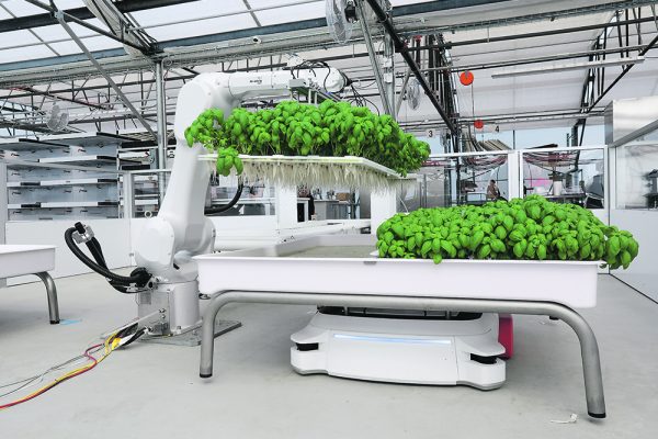 A robotic arm system named Ada lifts Genovese Basil plants for a root inspection at the Iron Ox greenhouse. The robot below the plants lifts and moves the growth tanks autonomously. | Reuters/Nathan Frandino photo