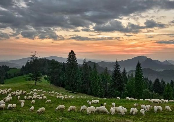 sheep-at-sunset