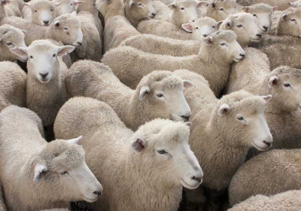 Flock of sheep crowded together