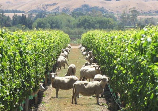 sheep-in-vineyard