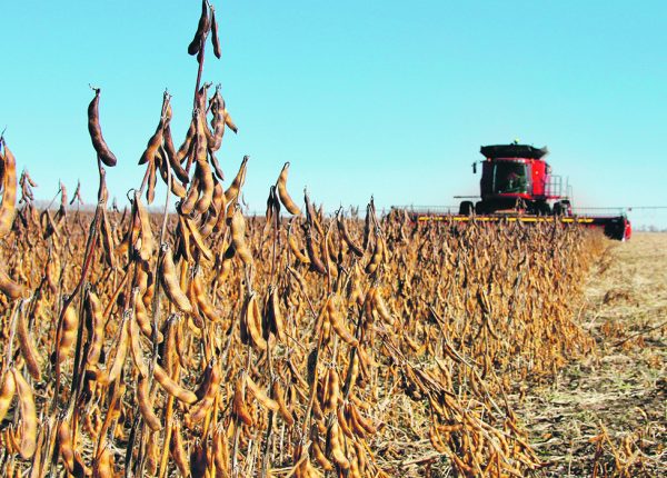 Models have shown that when Manitoba growers moved heavily into soybean production, the province’s nitrous oxide emissions stabilized. | File photo
