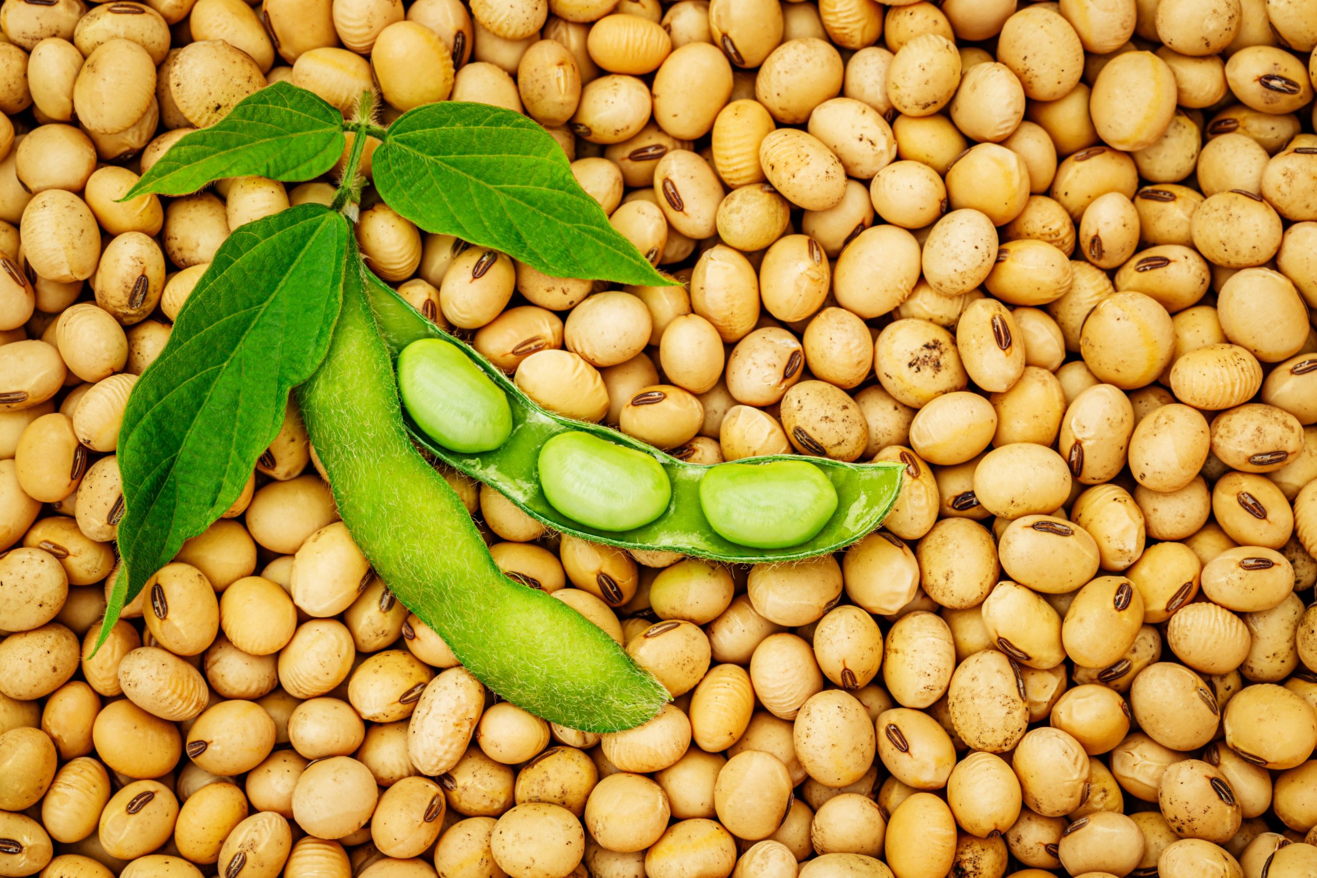 soybeans-scaled-1
