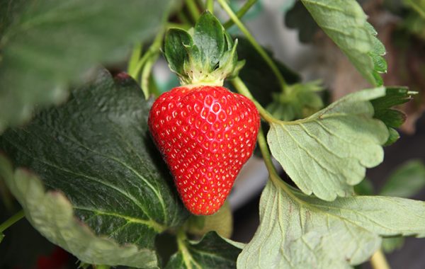 strawberry-season