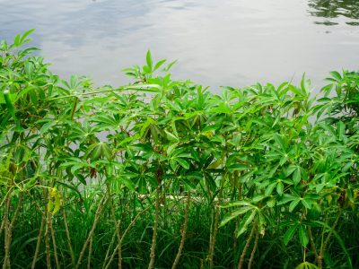 Cassava plants that grow near the pond
