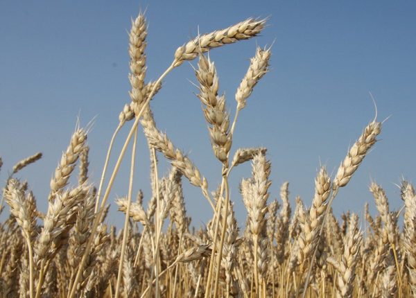 GM corn, soybeans and canola are widely grown and consumed, but GM wheat has always been seen in a different light. | File photo